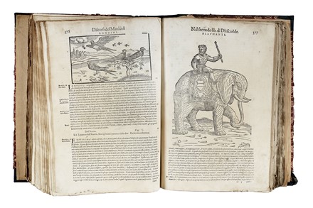  Mattioli Pietro Andrea : De i discorsi [...] Con le figure grandi... Botanica, Medicina  Pedanius Dioscorides  - Auction Libri, Autografi e Manoscritti - Libreria Antiquaria Gonnelli - Casa d'Aste - Gonnelli Casa d'Aste