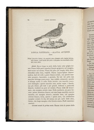  Savi Paolo : Ornitologia italiana: opera postuma.  - Asta Libri, Autografi e Manoscritti - Libreria Antiquaria Gonnelli - Casa d'Aste - Gonnelli Casa d'Aste