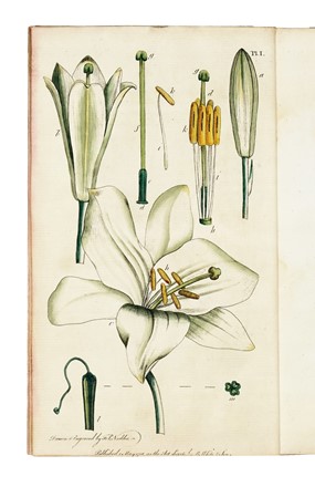  Martyn Thomas : Thirty-eight plates, with explanations... Botanica  - Auction Libri, Autografi e Manoscritti - Libreria Antiquaria Gonnelli - Casa d'Aste - Gonnelli Casa d'Aste