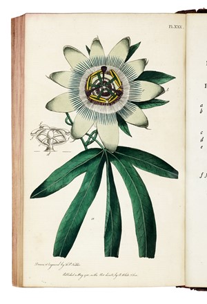  Martyn Thomas : Thirty-eight plates, with explanations... Botanica  - Auction Libri, Autografi e Manoscritti - Libreria Antiquaria Gonnelli - Casa d'Aste - Gonnelli Casa d'Aste