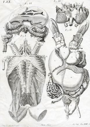 Dodici tavole da Memorie di Matematica e Fisica della Societ� Italiana [delle Scienze].  - Asta Arte Antica, Moderna e Contemporanea - Libreria Antiquaria Gonnelli - Casa d'Aste - Gonnelli Casa d'Aste