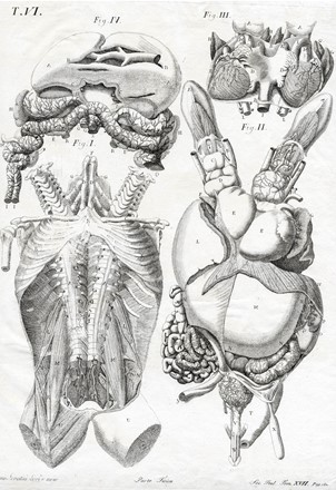Dodici tavole da Memorie di Matematica e Fisica della Societ� Italiana [delle Scienze].  - Asta Arte Antica, Moderna e Contemporanea - Libreria Antiquaria Gonnelli - Casa d'Aste - Gonnelli Casa d'Aste