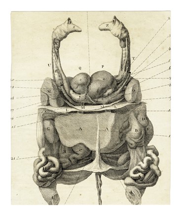 Dodici tavole da Memorie di Matematica e Fisica della Societ� Italiana [delle Scienze].  - Asta Arte Antica, Moderna e Contemporanea - Libreria Antiquaria Gonnelli - Casa d'Aste - Gonnelli Casa d'Aste