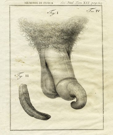 Dodici tavole da Memorie di Matematica e Fisica della Societ� Italiana [delle Scienze].  - Asta Arte Antica, Moderna e Contemporanea - Libreria Antiquaria Gonnelli - Casa d'Aste - Gonnelli Casa d'Aste