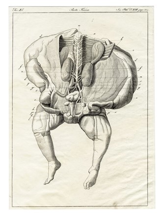 Dodici tavole da Memorie di Matematica e Fisica della Societ� Italiana [delle Scienze].  - Asta Arte Antica, Moderna e Contemporanea - Libreria Antiquaria Gonnelli - Casa d'Aste - Gonnelli Casa d'Aste