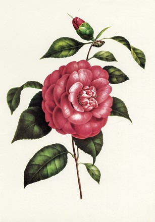  Autori vari : Lotto composto di 13 incisioni a tema botanico.  - Asta Arte Antica, Moderna e Contemporanea - Libreria Antiquaria Gonnelli - Casa d'Aste - Gonnelli Casa d'Aste