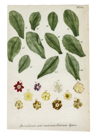  Autori vari : Lotto composto di 13 incisioni a tema botanico.  - Asta Arte Antica, Moderna e Contemporanea - Libreria Antiquaria Gonnelli - Casa d'Aste - Gonnelli Casa d'Aste