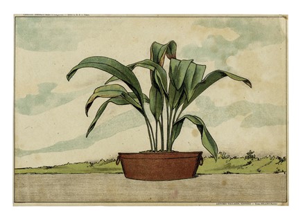  Autori vari : Lotto composto di 13 incisioni a tema botanico.  - Asta Arte Antica, Moderna e Contemporanea - Libreria Antiquaria Gonnelli - Casa d'Aste - Gonnelli Casa d'Aste