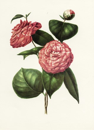  Autori vari : Lotto composto di 13 incisioni a tema botanico.  - Asta Arte Antica, Moderna e Contemporanea - Libreria Antiquaria Gonnelli - Casa d'Aste - Gonnelli Casa d'Aste