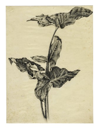  Autori vari : Lotto composto di 13 incisioni a tema botanico.  - Asta Arte Antica, Moderna e Contemporanea - Libreria Antiquaria Gonnelli - Casa d'Aste - Gonnelli Casa d'Aste