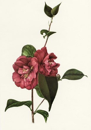  Autori vari : Lotto composto di 13 incisioni a tema botanico.  - Asta Arte Antica, Moderna e Contemporanea - Libreria Antiquaria Gonnelli - Casa d'Aste - Gonnelli Casa d'Aste