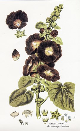  Autori vari : Lotto composto di 13 incisioni a tema botanico.  - Asta Arte Antica, Moderna e Contemporanea - Libreria Antiquaria Gonnelli - Casa d'Aste - Gonnelli Casa d'Aste