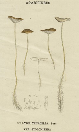  Autori vari : Lotto composto di 13 incisioni a tema botanico.  - Asta Arte Antica, Moderna e Contemporanea - Libreria Antiquaria Gonnelli - Casa d'Aste - Gonnelli Casa d'Aste