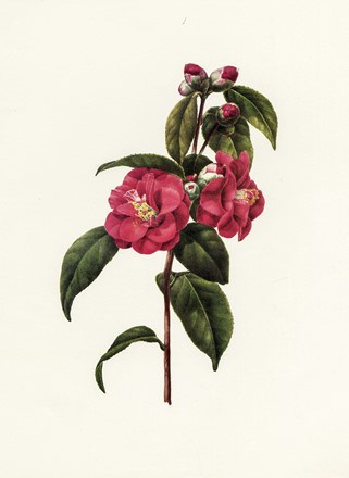  Autori vari : Lotto composto di 13 incisioni a tema botanico.  - Asta Arte Antica, Moderna e Contemporanea - Libreria Antiquaria Gonnelli - Casa d'Aste - Gonnelli Casa d'Aste