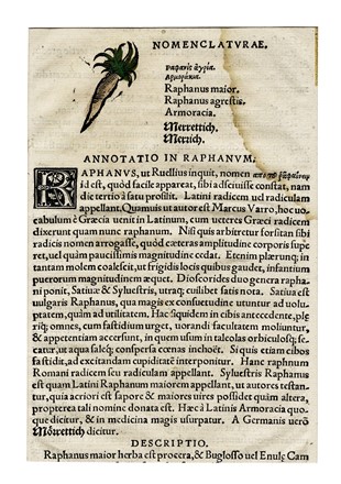  Autori vari : Lotto composto di 13 incisioni a tema botanico.  - Asta Arte Antica, Moderna e Contemporanea - Libreria Antiquaria Gonnelli - Casa d'Aste - Gonnelli Casa d'Aste