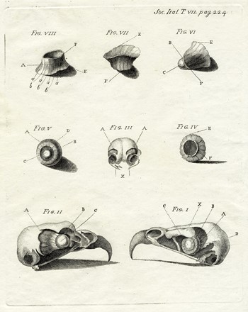  Autori vari : Lotto composto di 8 incisioni a tema molluschi e conchiferi.  - Asta Arte Antica, Moderna e Contemporanea - Libreria Antiquaria Gonnelli - Casa d'Aste - Gonnelli Casa d'Aste