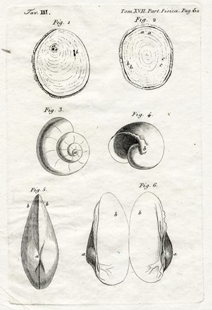  Autori vari : Lotto composto di 8 incisioni a tema molluschi e conchiferi.  - Asta Arte Antica, Moderna e Contemporanea - Libreria Antiquaria Gonnelli - Casa d'Aste - Gonnelli Casa d'Aste