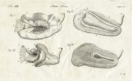  Autori vari : Lotto composto di 8 incisioni a tema molluschi e conchiferi.  - Asta Arte Antica, Moderna e Contemporanea - Libreria Antiquaria Gonnelli - Casa d'Aste - Gonnelli Casa d'Aste