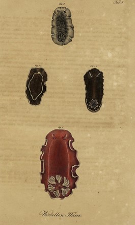  Autori vari : Lotto composto di 8 incisioni a tema molluschi e conchiferi.  - Asta Arte Antica, Moderna e Contemporanea - Libreria Antiquaria Gonnelli - Casa d'Aste - Gonnelli Casa d'Aste