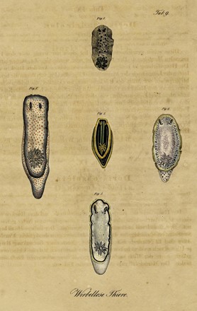  Autori vari : Lotto composto di 8 incisioni a tema molluschi e conchiferi.  - Asta Arte Antica, Moderna e Contemporanea - Libreria Antiquaria Gonnelli - Casa d'Aste - Gonnelli Casa d'Aste