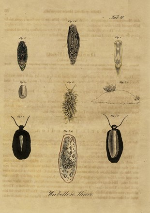  Autori vari : Lotto composto di 8 incisioni a tema molluschi e conchiferi.  - Asta Arte Antica, Moderna e Contemporanea - Libreria Antiquaria Gonnelli - Casa d'Aste - Gonnelli Casa d'Aste