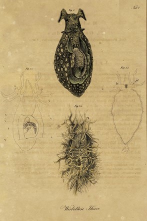  Autori vari : Lotto composto di 8 incisioni a tema molluschi e conchiferi.  - Asta Arte Antica, Moderna e Contemporanea - Libreria Antiquaria Gonnelli - Casa d'Aste - Gonnelli Casa d'Aste