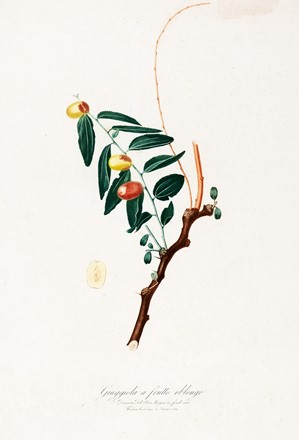  Autori vari : Lotto composto di 7 cromolitografie raffiguranti frutta.  Giorgio Gallesio  (Finalborgo, 1772 - Firenze, 1839), Maxim Gauci  (Valletta, 1774 - London, 1854)  - Auction Arte Antica, Moderna e Contemporanea - Libreria Antiquaria Gonnelli - Casa d'Aste - Gonnelli Casa d'Aste