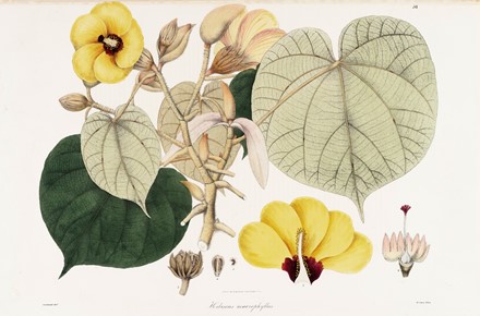  Autori vari : Lotto composto di 7 cromolitografie raffiguranti frutta.  Giorgio Gallesio  (Finalborgo, 1772 - Firenze, 1839), Maxim Gauci  (Valletta, 1774 - London, 1854)  - Auction Arte Antica, Moderna e Contemporanea - Libreria Antiquaria Gonnelli - Casa d'Aste - Gonnelli Casa d'Aste