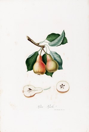  Autori vari : Lotto composto di 7 cromolitografie raffiguranti frutta.  Giorgio Gallesio  (Finalborgo, 1772 - Firenze, 1839), Maxim Gauci  (Valletta, 1774 - London, 1854)  - Auction Arte Antica, Moderna e Contemporanea - Libreria Antiquaria Gonnelli - Casa d'Aste - Gonnelli Casa d'Aste