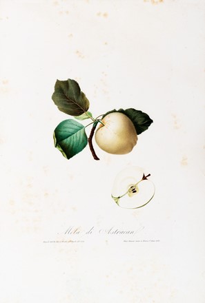  Autori vari : Lotto composto di 7 cromolitografie raffiguranti frutta.  Giorgio Gallesio  (Finalborgo, 1772 - Firenze, 1839), Maxim Gauci  (Valletta, 1774 - London, 1854)  - Auction Arte Antica, Moderna e Contemporanea - Libreria Antiquaria Gonnelli - Casa d'Aste - Gonnelli Casa d'Aste
