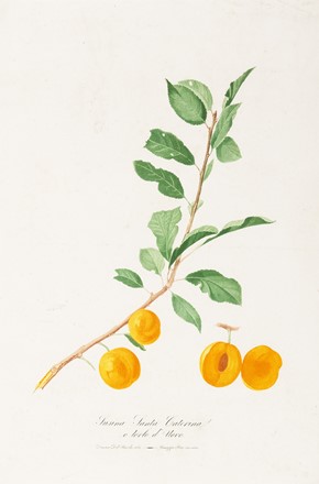  Autori vari : Lotto composto di 7 cromolitografie raffiguranti frutta.  Giorgio Gallesio  (Finalborgo, 1772 - Firenze, 1839), Maxim Gauci  (Valletta, 1774 - London, 1854)  - Auction Arte Antica, Moderna e Contemporanea - Libreria Antiquaria Gonnelli - Casa d'Aste - Gonnelli Casa d'Aste