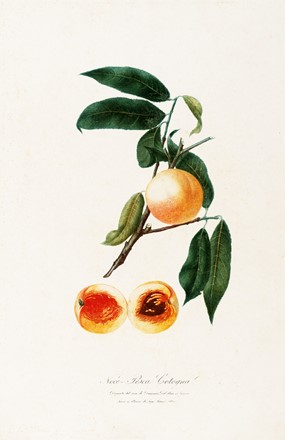  Autori vari : Lotto composto di 7 cromolitografie raffiguranti frutta.  Giorgio Gallesio  (Finalborgo, 1772 - Firenze, 1839), Maxim Gauci  (Valletta, 1774 - London, 1854)  - Auction Arte Antica, Moderna e Contemporanea - Libreria Antiquaria Gonnelli - Casa d'Aste - Gonnelli Casa d'Aste