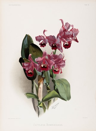  Henri George Moon  (Barnet, 1857 - Saint Albans, 1905) : Lotto composto di 7 cromolitografie raffiguranti orchidee.  - Asta Arte Antica, Moderna e Contemporanea - Libreria Antiquaria Gonnelli - Casa d'Aste - Gonnelli Casa d'Aste