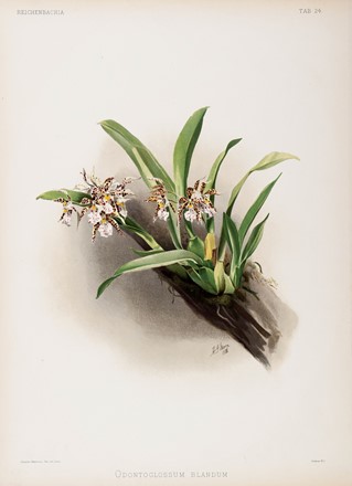  Henri George Moon  (Barnet, 1857 - Saint Albans, 1905) : Lotto composto di 7 cromolitografie raffiguranti orchidee.  - Asta Arte Antica, Moderna e Contemporanea - Libreria Antiquaria Gonnelli - Casa d'Aste - Gonnelli Casa d'Aste