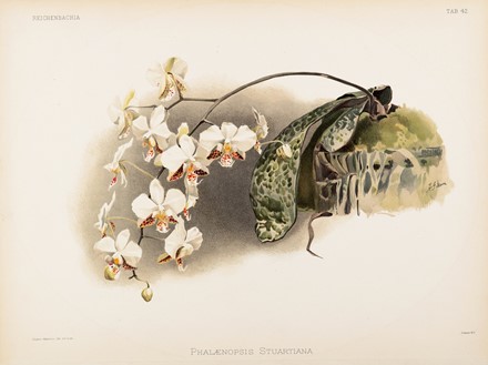  Henri George Moon  (Barnet, 1857 - Saint Albans, 1905) : Lotto composto di 7 cromolitografie raffiguranti orchidee.  - Asta Arte Antica, Moderna e Contemporanea - Libreria Antiquaria Gonnelli - Casa d'Aste - Gonnelli Casa d'Aste