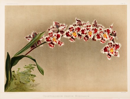  Henri George Moon  (Barnet, 1857 - Saint Albans, 1905) : Lotto composto di 7 cromolitografie raffiguranti orchidee.  - Asta Arte Antica, Moderna e Contemporanea - Libreria Antiquaria Gonnelli - Casa d'Aste - Gonnelli Casa d'Aste