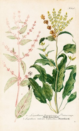  Autori vari : Lotto composto di 6 incisioni raffiguranti piante e fiori.  Pierre Joseph Redout&egrave;, Johann Wilhelm Weinmann  (Gardelegen, 1683 - 1741)  - Asta Arte Antica, Moderna e Contemporanea - Libreria Antiquaria Gonnelli - Casa d'Aste - Gonnelli Casa d'Aste