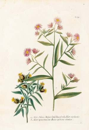 Autori vari : Lotto composto di 6 incisioni raffiguranti piante e fiori.  Pierre Joseph Redout&egrave;, Johann Wilhelm Weinmann  (Gardelegen, 1683 - 1741)  - Asta Arte Antica, Moderna e Contemporanea - Libreria Antiquaria Gonnelli - Casa d'Aste - Gonnelli Casa d'Aste