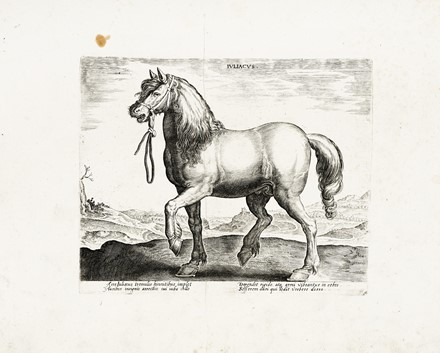  Jan Van der Straet (detto Stradano)  (Bruges, 1523 - Firenze, 1605) [da] : Quindici tavole da Equile, in quo omnis generis generosissimorum equorum ex variis orbis partibus insignis delectus.  - Asta Arte Antica, Moderna e Contemporanea - Libreria Antiquaria Gonnelli - Casa d'Aste - Gonnelli Casa d'Aste