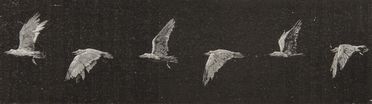  Marey Etienne-Jules : Physiologie du mouvement. Le vol des oiseaux.  - Asta Libri, Manoscritti e Autografi - Libreria Antiquaria Gonnelli - Casa d'Aste - Gonnelli Casa d'Aste