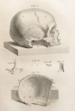  Cheselden William : Osteographia, or The anatomy of the bones.  - Asta Libri, Manoscritti e Autografi - Libreria Antiquaria Gonnelli - Casa d'Aste - Gonnelli Casa d'Aste