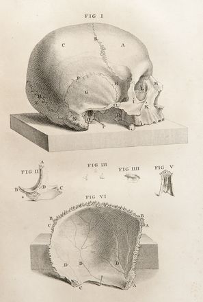  Cheselden William : Osteographia, or The anatomy of the bones.  - Asta Libri, Manoscritti e Autografi - Libreria Antiquaria Gonnelli - Casa d'Aste - Gonnelli Casa d'Aste