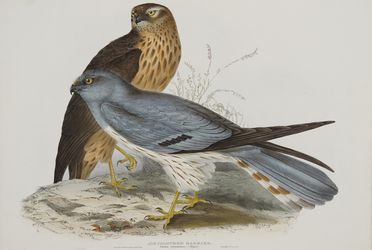  John Gould  (Lyme regis, 1804 - Londra, 1881) : Due tavole da The Birds of Europe.  - Asta Stampe e Disegni - Libreria Antiquaria Gonnelli - Casa d'Aste - Gonnelli Casa d'Aste