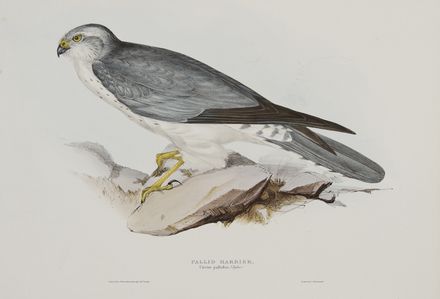  John Gould  (Lyme regis, 1804 - Londra, 1881) : Due tavole da The Birds of Europe.  - Asta Stampe e Disegni - Libreria Antiquaria Gonnelli - Casa d'Aste - Gonnelli Casa d'Aste