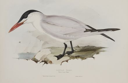 John Gould  (Lyme regis, 1804 - Londra, 1881) : Due tavole da The Birds of Europe.  - Asta Stampe e Disegni - Libreria Antiquaria Gonnelli - Casa d'Aste - Gonnelli Casa d'Aste
