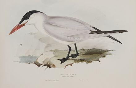  John Gould  (Lyme regis, 1804 - Londra, 1881) : Due tavole da The Birds of Europe.  - Auction Prints and Drawings - Libreria Antiquaria Gonnelli - Casa d'Aste - Gonnelli Casa d'Aste