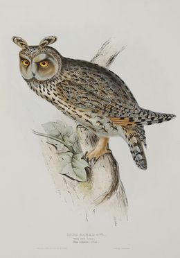  John Gould  (Lyme regis, 1804 - Londra, 1881) : Due tavole da The Birds of Europe.  - Asta Stampe e Disegni - Libreria Antiquaria Gonnelli - Casa d'Aste - Gonnelli Casa d'Aste