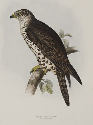  John Gould  (Lyme regis, 1804 - Londra, 1881) : Due tavole da The Birds of Europe.  - Auction Prints and Drawings - Libreria Antiquaria Gonnelli - Casa d'Aste - Gonnelli Casa d'Aste