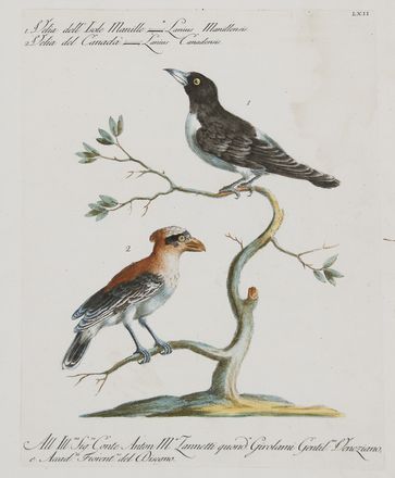  Saverio Manetti  (Brozzi, 1723 - Firenze, 1784) : Quattro tavole ornitologiche.  - Asta Stampe e Disegni - Libreria Antiquaria Gonnelli - Casa d'Aste - Gonnelli Casa d'Aste