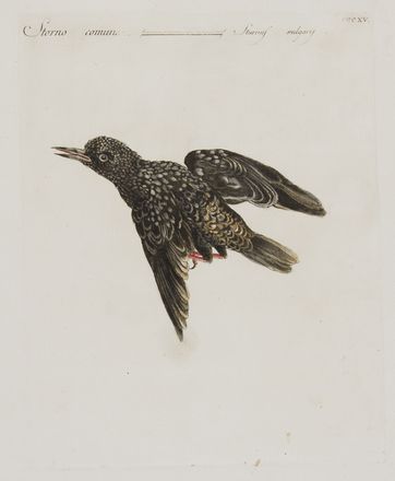 Saverio Manetti  (Brozzi, 1723 - Firenze, 1784) : Quattro tavole ornitologiche.  - Asta Stampe e Disegni - Libreria Antiquaria Gonnelli - Casa d'Aste - Gonnelli Casa d'Aste